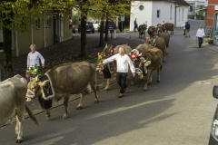 2022-10-29-09-49-14-sgw-kletterbaum-stellen