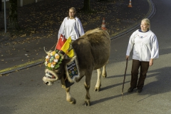 2022-10-29-09-49-41-sgw-kletterbaum-stellen