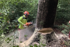 Kletterbaum fällen