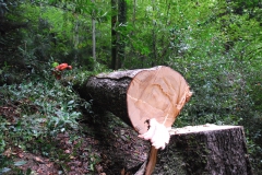 Kletterbaum_faellen_10