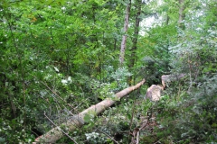 Kletterbaum_faellen_24